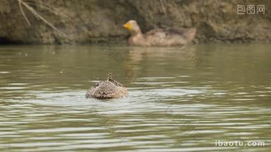 散养鸭子在池塘水底淤泥觅食
